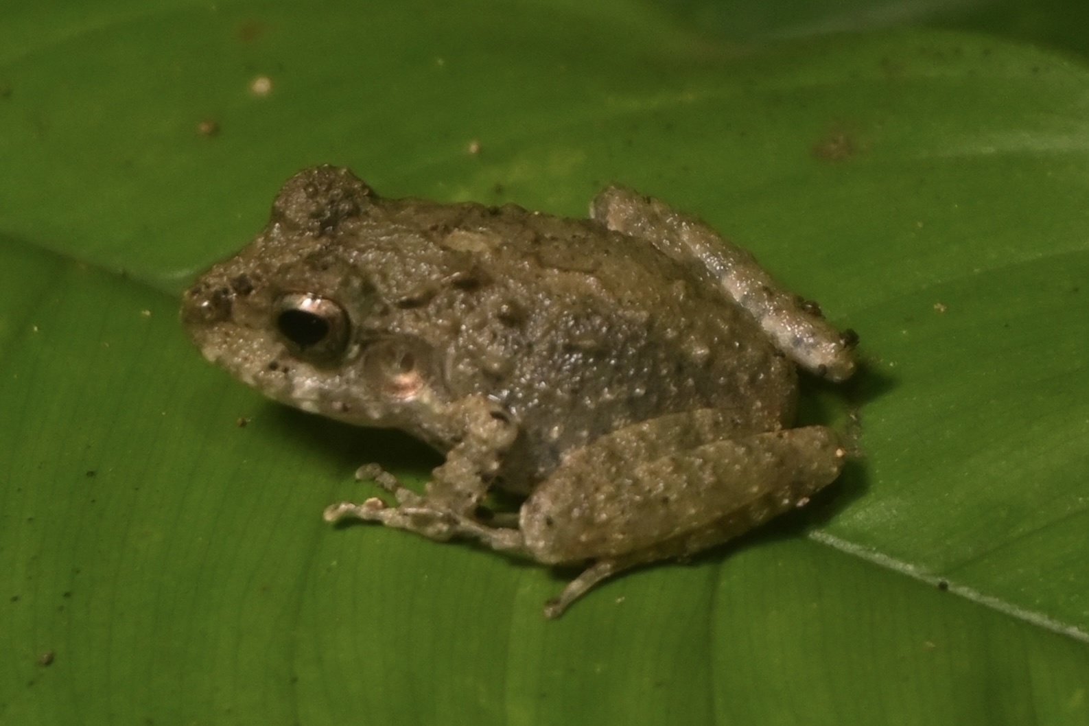 Limestone Rainfrog photo 7
