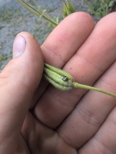 Green Shield Bug
