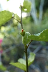 Sidastrum multiflorum