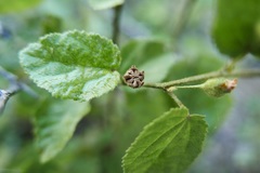 Sidastrum multiflorum