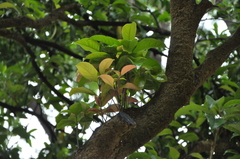 Osmanthus
