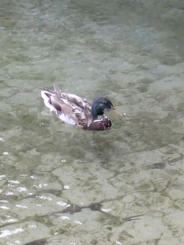 Mallard