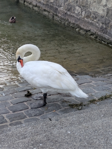Mute Swan
