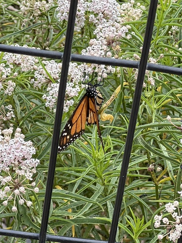 Monarch
