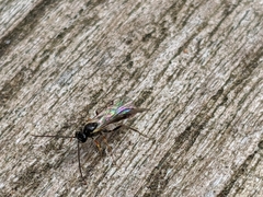 Ichneumonidae