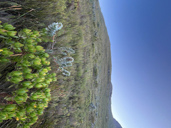 Mimetes argenteus, photograph (c) André Deschodt, some rights reserved (CC BY)