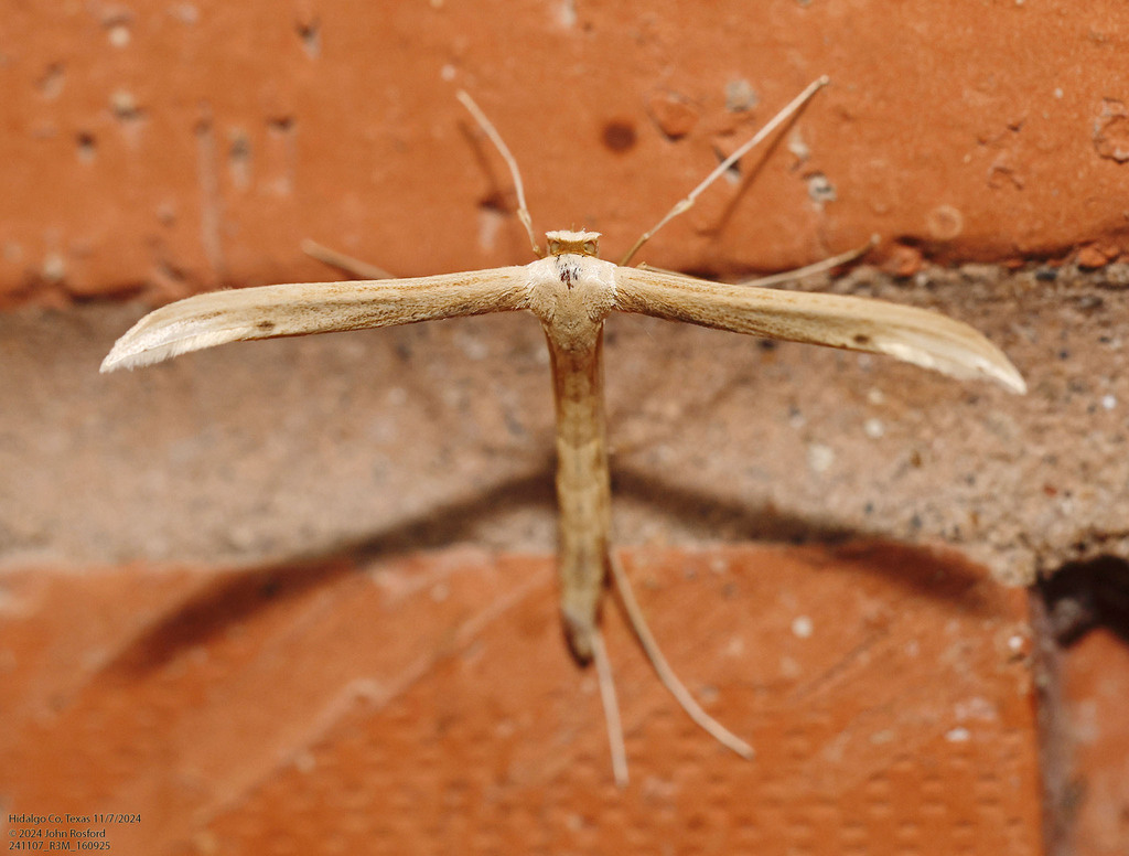 Baccharis Borer