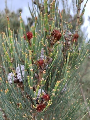 Allocasuarina striata