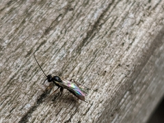 Ichneumonidae