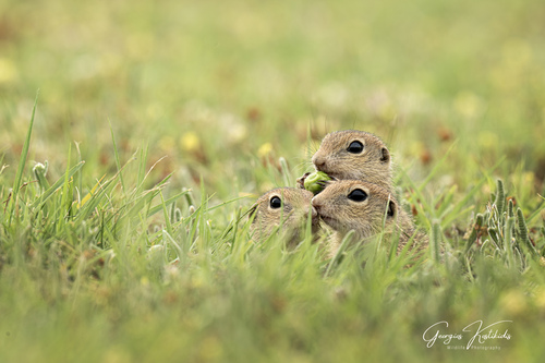 European Ground Squirrel