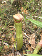 Nepenthes kampotiana