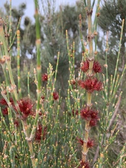 Allocasuarina striata