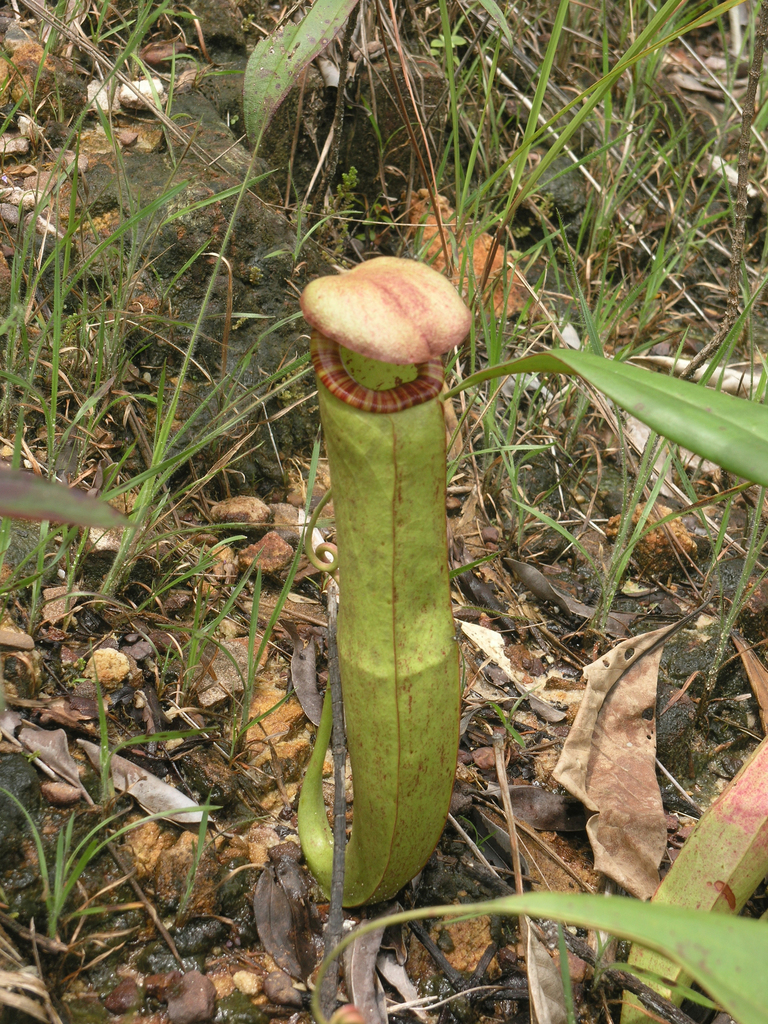 Nepenthes kampotiana, Cambodia, Koh Kong Province, 22.5 km ENE Koh-Kong, a forest brook in evergreen forest crossing a road