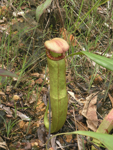 Nepenthes kampotiana