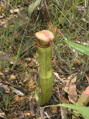 Nepenthes kampotiana