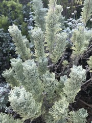 Hymenolepis