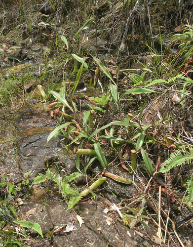 Nepenthes kampotiana
