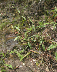 Nepenthes kampotiana