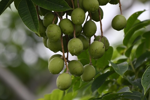 Spondias pinnata observed 2026-06-27