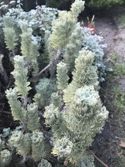 Hymenolepis