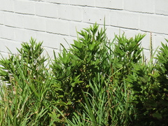 Pelargonium citronellum