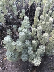 Hymenolepis