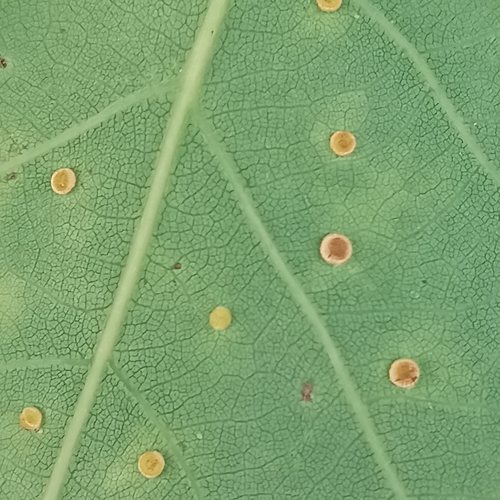 Silk-Button Spangle Gall Wasp