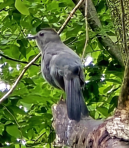 Gray Catbird