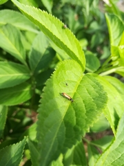 Rhagonycha lignosa