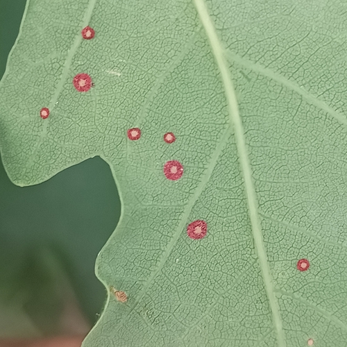 Common Spangle Gall Wasp