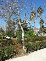Ficus carica