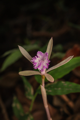 (c) Vikas D Prasad, some rights reserved (CC BY-SA) Nervilia simplex, photograph (c) Vikas D Prasad, some rights reserved (CC BY-SA)