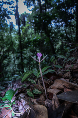 Nervilia simplex