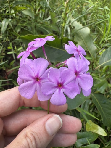 thickleaf phlox