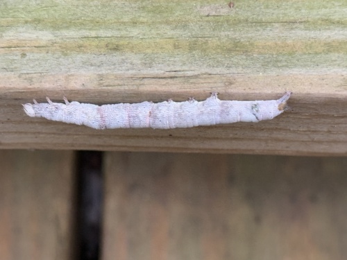 Maple Looper Moth