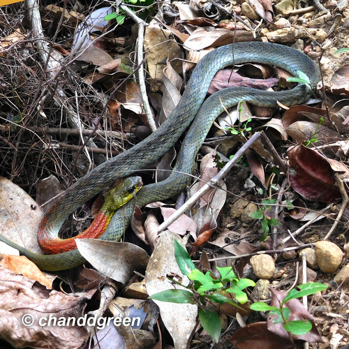 Photo of a Northern Red-necked Keelback (Rhabdophis helleri)