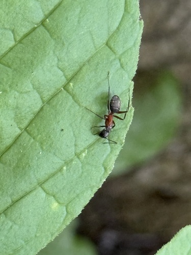 Ferruginous Carpenter Ant