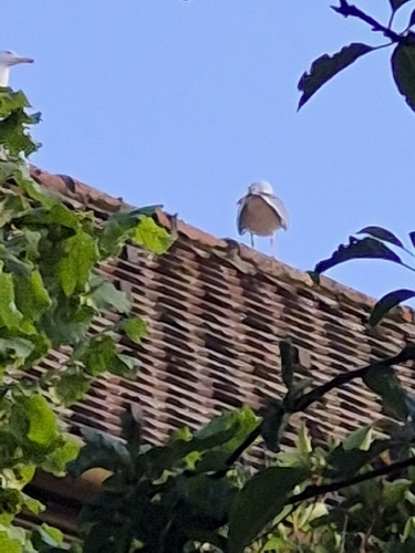 Mittelmeermöwe