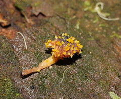 Neobarya agaricicola