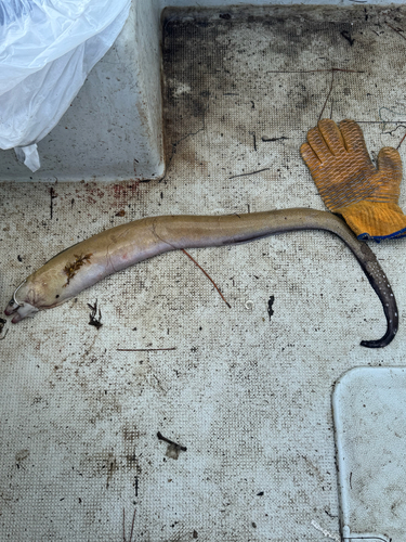 Blacktail moray (Gymnothorax kolpos) — Muraenidae — 5