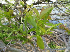 Salix chaenomeloides