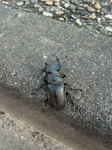 European Stag Beetle