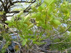 Salix chaenomeloides
