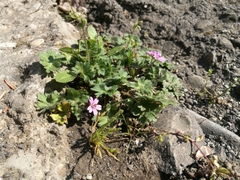 Geranium molle