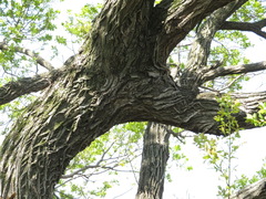 Salix chaenomeloides