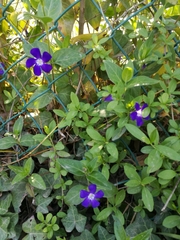 Vinca major