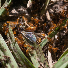 Solenopsis punctaticeps