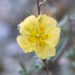 Helianthemum glomeratum - Photo (c) Alan Rockefeller, some rights reserved (CC BY), uploaded by Alan Rockefeller