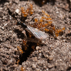 Solenopsis punctaticeps