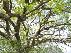 Salix chaenomeloides